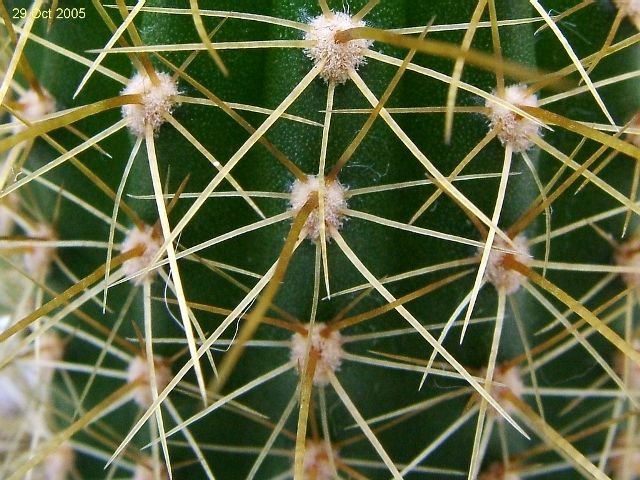 Trichocereus spachianus (Echinopsis spachiana) 03